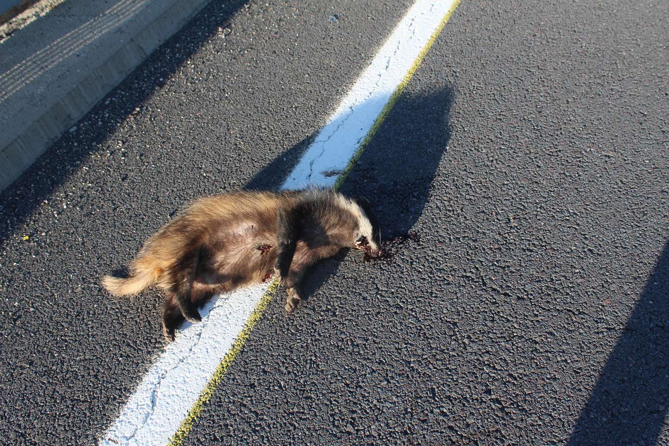 Türüne az rastlanan Mustelidae ölü halde bulundu Türüne az rastlanan Mustelidae ölü halde bulundu